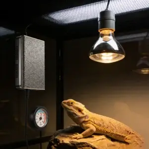 Reptile Thermostats and Lighting